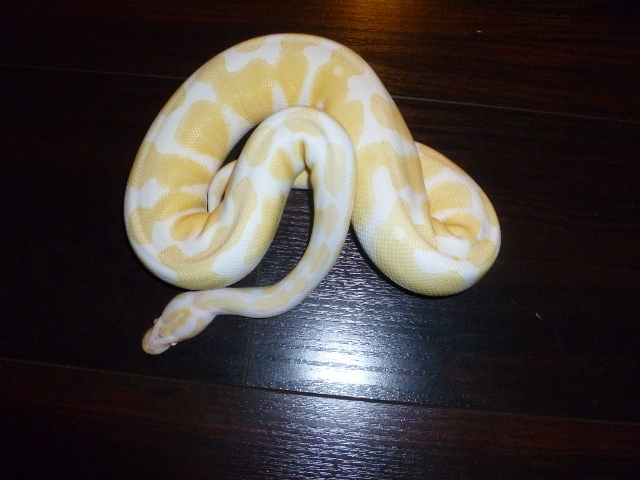 Albino Ball Male