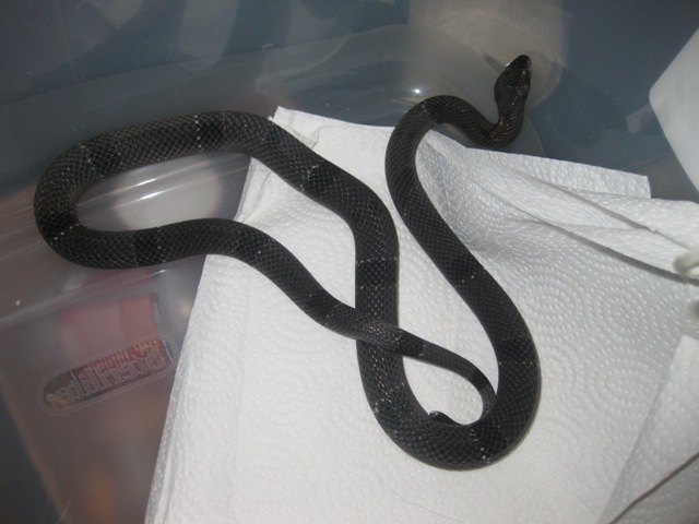 Black/Black
