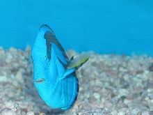 Saltwater - Austin Aquariums