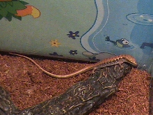 Baby California Alligator Lizard, full-length view