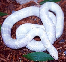 Albino California Kingsnake