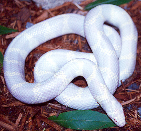 Albino California Kingsnake