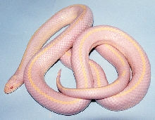 California Kingsnake
