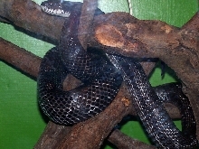 Black Rat Snake
