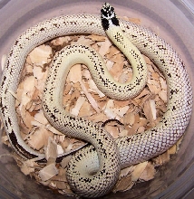 California Kingsnake