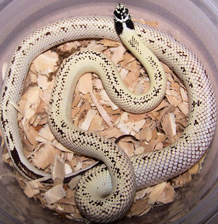 California Kingsnake