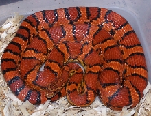 Female Corn Snake