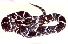 Eastern Kingsnake
