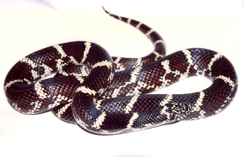 Eastern Kingsnake