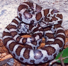 Eastern Milk Snake