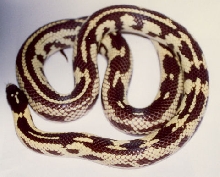 California Kingsnake