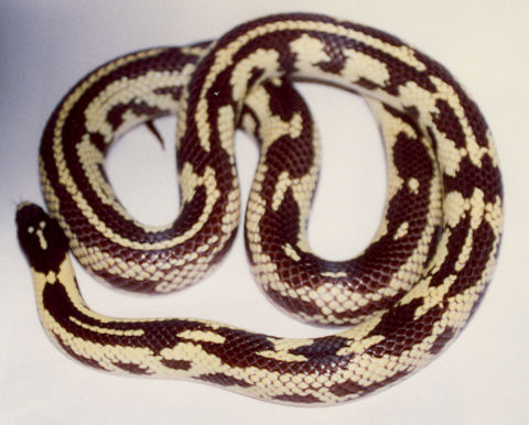 California Kingsnake