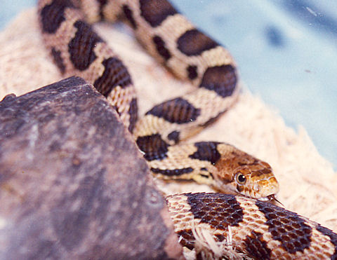 Fox Snake