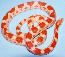 Corn Snake