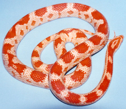 Corn Snake