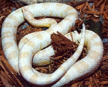 Snow Corn