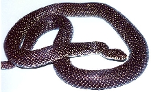 Speckled Kingsnake