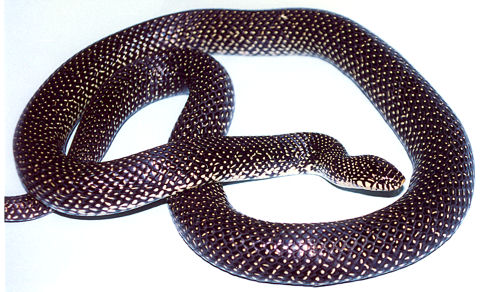 Speckled Kingsnake
