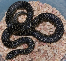 Speckled Kingsnake