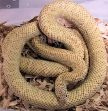 Hypo Florida Kingsnake