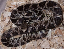 Fox Snake
