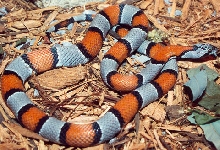 Grey-banded Kingsnake