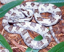 Grey Rat snake