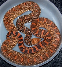 Male Bullsnake