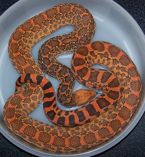 Male Bullsnake