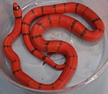 Male Honduran Milk Snake