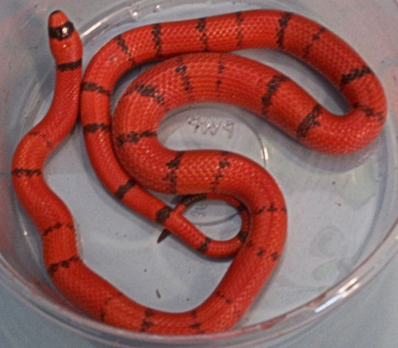 Male Honduran Milk Snake