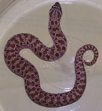 Western Hognose