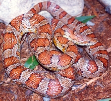 Miami Phase Corn Snake