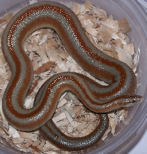 Rosy Boa