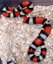 Female Pueblan Milk Snake