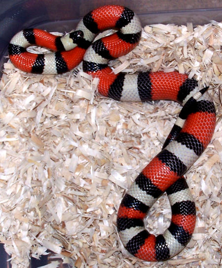 Female Pueblan Milk Snake