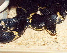 Russian Rat Snake