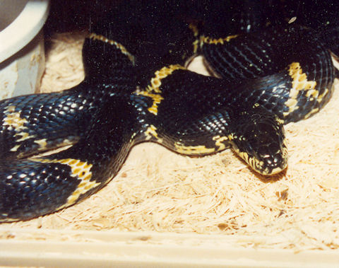 Russian Rat Snake