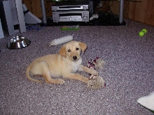 Tilly 7 1/2 wks old
