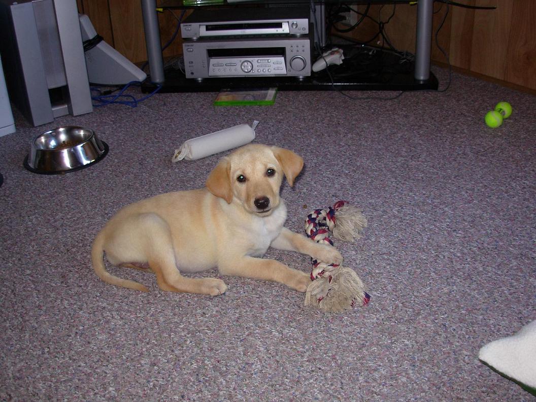 Tilly 7 1/2 wks old