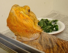 Ceaser's head shot