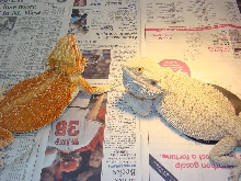 frosty and eav