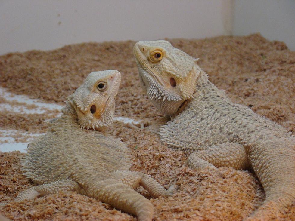 white trans and het