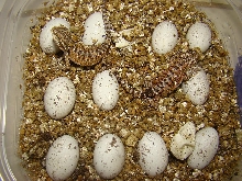 4-25-08 hatching 1