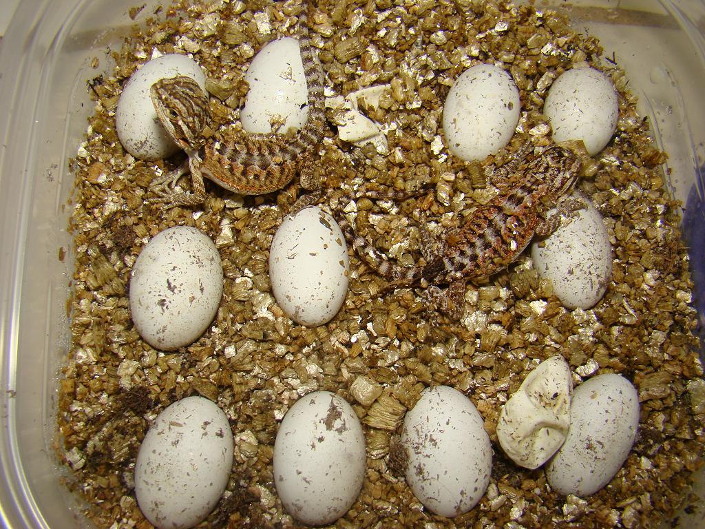 4-25-08 hatching 1