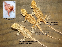 3 nice hatchlings