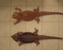 Sid and Ceasar