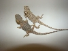 white hatchlings 2