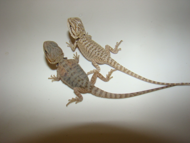 white hatchlings 2