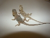 White translucent hatchlings 1